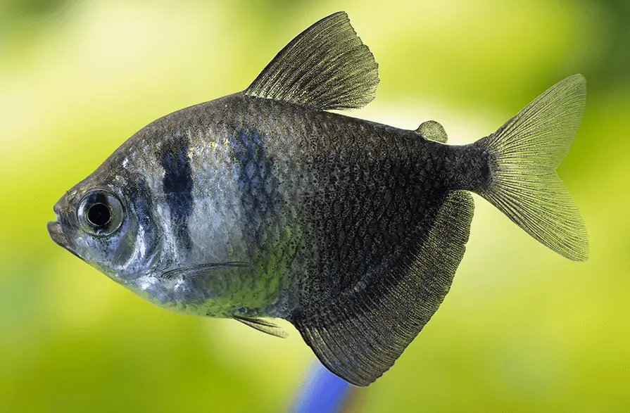 black tetra