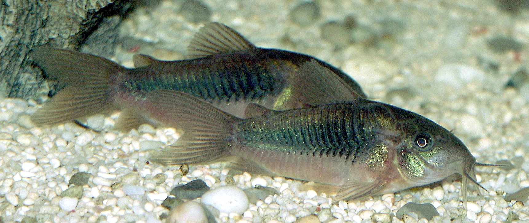 bronze corydoras schooling