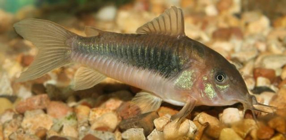 bronze corydoras
