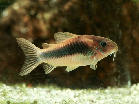 bronze corydoras (corydoras aeneus)