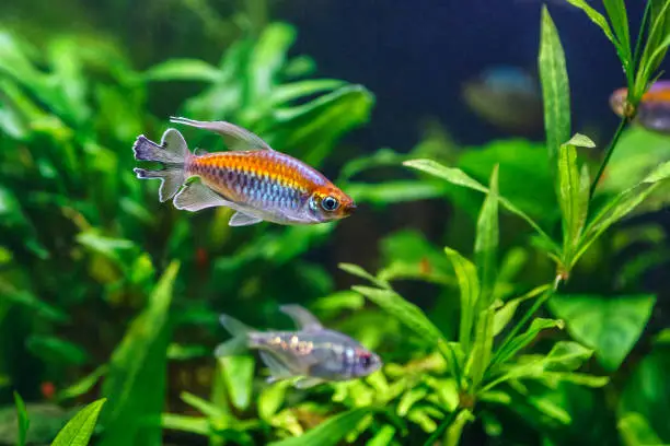 Congo tetra