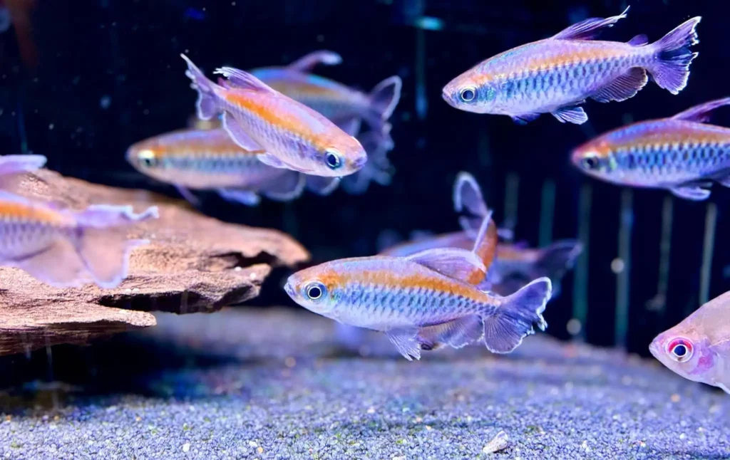 congo tetra