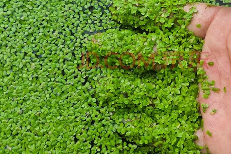 duckweed