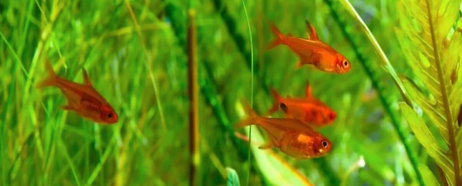 ember tetra schooling