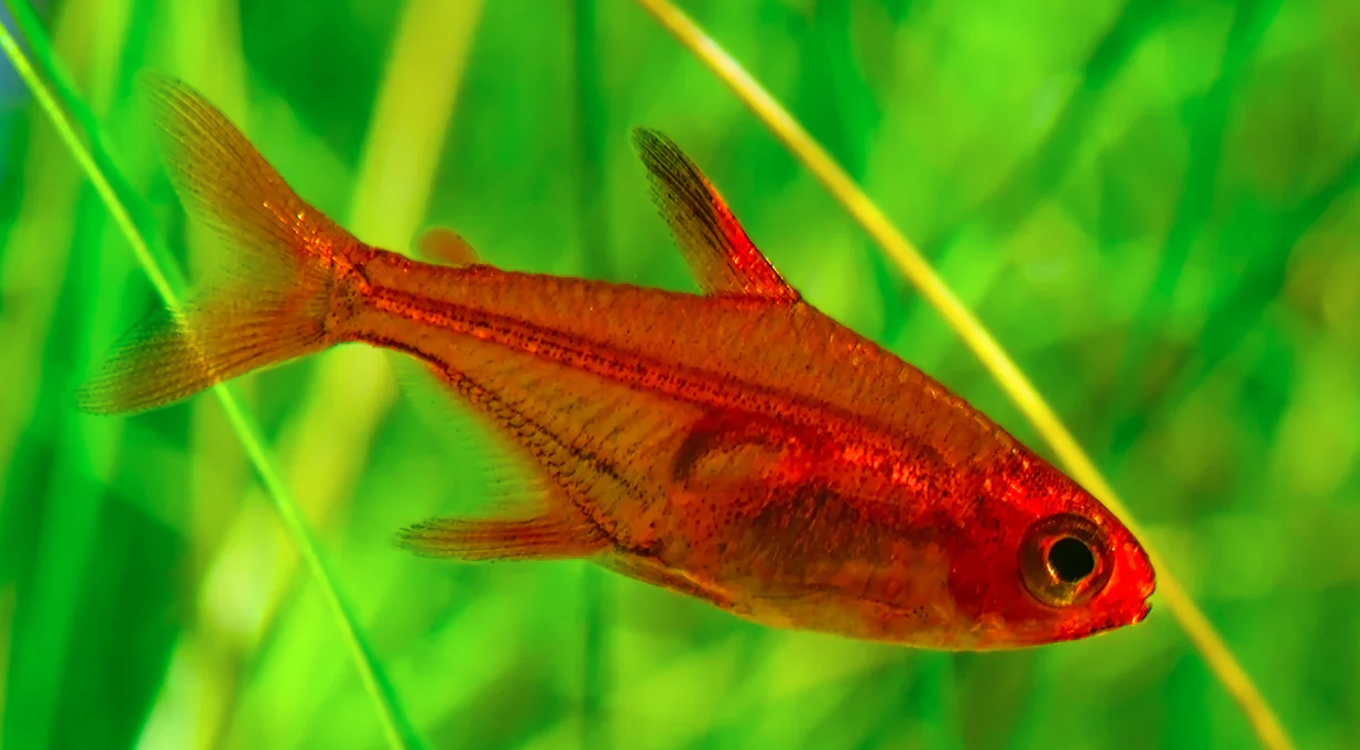 ember tetra